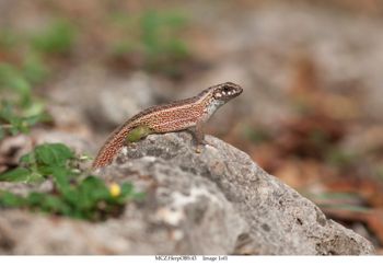 Media type: image;   Herpetology Observations 43